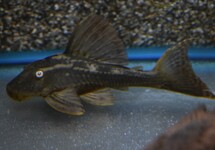 L137 BLUE EYED RED FIN PLECO