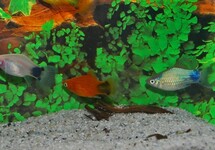 PLATY MICKEY MIX