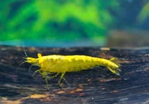 YELLOW FIRE GOLDEN EYE GARNELE