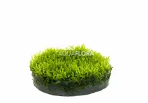 Riccardia chamedryfolia - In Vitro Cup 