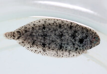 VILLOSUS SOLE
