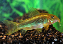 Armored Catfish