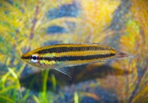 PRACHTGOERAMI SUMATRANUS