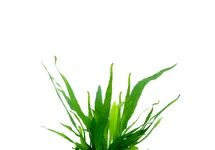 Microsorum pteropus in pot (p5)