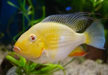 HECKELCICHLIDE ALBINO