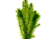Elodea densa (waterpest) in bos