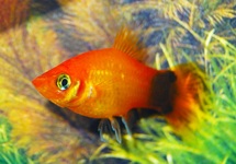 PLATY MARIGOLD MICKEY