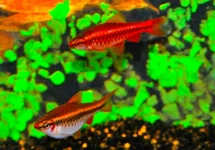 BARBUS CERISE