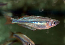 REGENBOOGVIS ALLENI