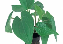 Saururus cernuus - PE