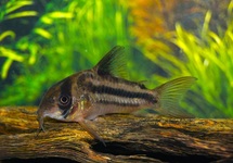 CORYDORAS AXELRODI