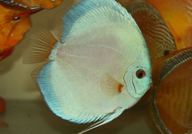 DISCUS BLUE DIAMOND