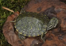 TORTUE CONCINNA