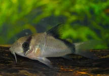 CORYDORAS METAE L