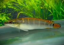 CRENICICHLA COMPRESSICEPS  M