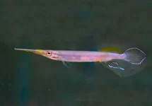HALFSNAVELBEKJE POGONOGNATHUS