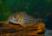 CORYDORAS (HOPLISOMA) JULII S/M