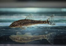 DWARF PLECO HAROLDOI