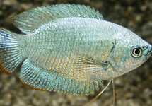 GOURAMI NAIN COBALT (MÂLE)