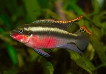 PELVICACHROMIS PULCHER RED S/M
