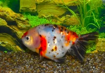VOILE DE CHINE RANCHU CALICO