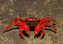 VAMPIERKRAB 