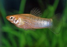 LIMIA PERUGIAE M