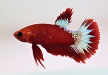 KEMPVIS PLAKAT HELLBOY ROOD MAN