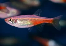 DANIO SONDHII