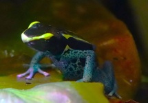 FÄRBERFROSCH GRAUBEINER