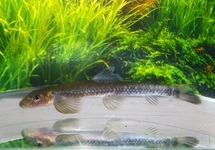 GARRA CONGOENSIS