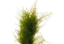 Bamboo stok met javamos 20 cm