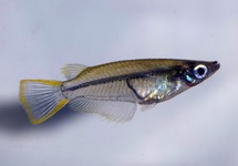 MÉDAKA JAVANICUS