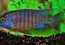 AULONOCARA STUARTGRANTI COBUE S