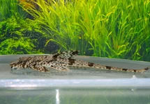 RINELORICARIA PARVA M/L