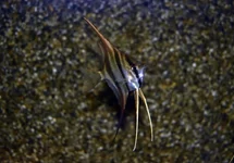 ALTUM MAANVIS