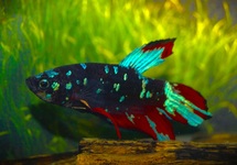 KEMPVIS PLAKAT BLACKSTAR MAN