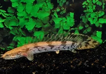 POLYPTERUS ENDLICHERI ENDLICHERI S