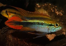 APISTOGRAMMA AGASSIZII DOUBLE RED L