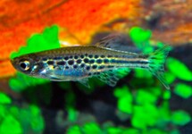 DANIO AUX ANEAUX D'OR