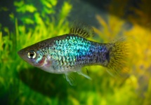 PLATY NEON BLAU SPOTTED