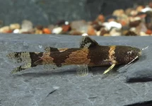 Hommelmeerval