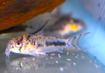 PANTSERMEERVAL SIPALIWINI