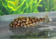 L519 ANCISTRUS SP. S