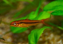 ROSY MODDERKRUIPER