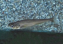 TÉTRA VAMPIRE SCOMBEROIDES