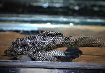 L262 HYPANCISTRUS 