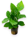 Aquariumplanten