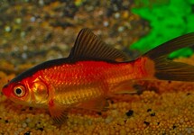 POISSON ROUGE ET NOIR