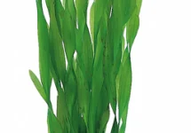 Vallisneria asiatica - PS
